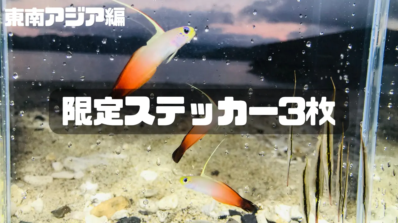 限定ステッカー ３枚 東南アジア編のサムネイル